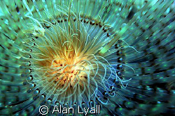 Tube dwelling anemone by Alan Lyall 